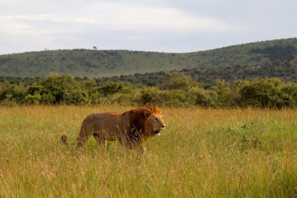 leone-nella-savana-durante-safari-africano