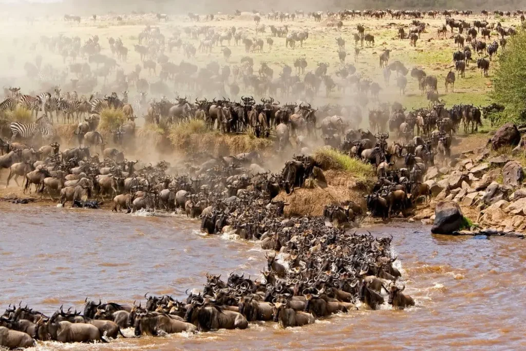masai-mara-grande-migrazione-gnu