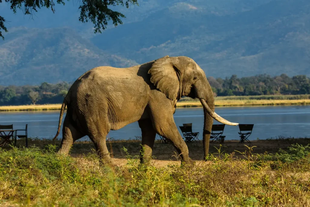 safari-africano-zimbabwe-mokoro