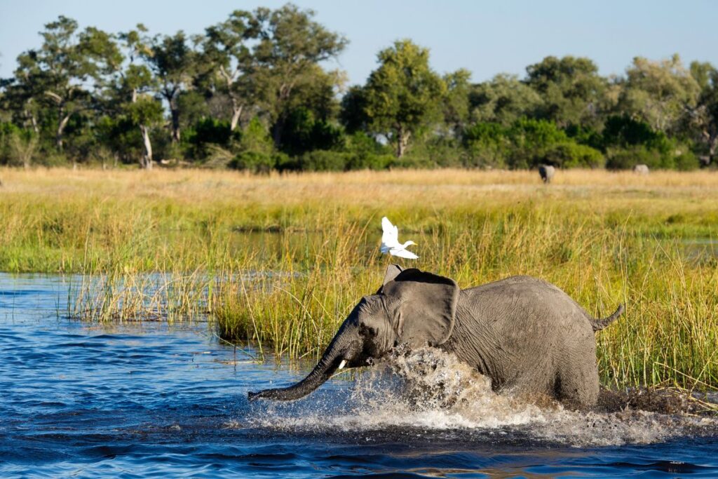 safari-in-botswana-nel-delta-dell-okavango-tra-canali-e-fauna-selvatica-mokoro