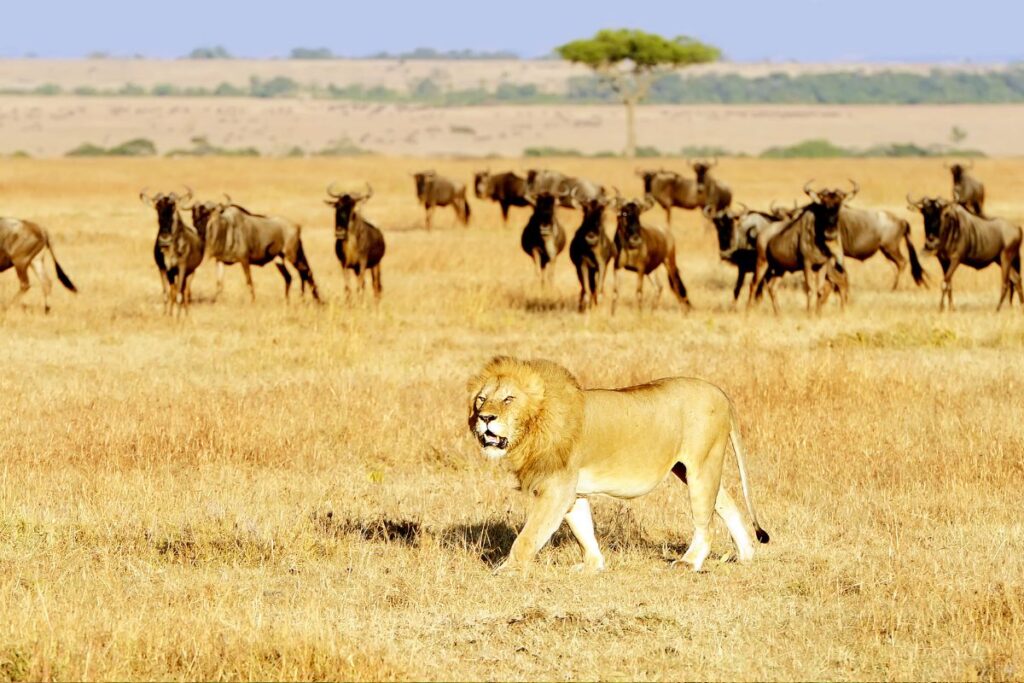 safari-in-kenya-nella-savana-del-masai-mara-mokoro