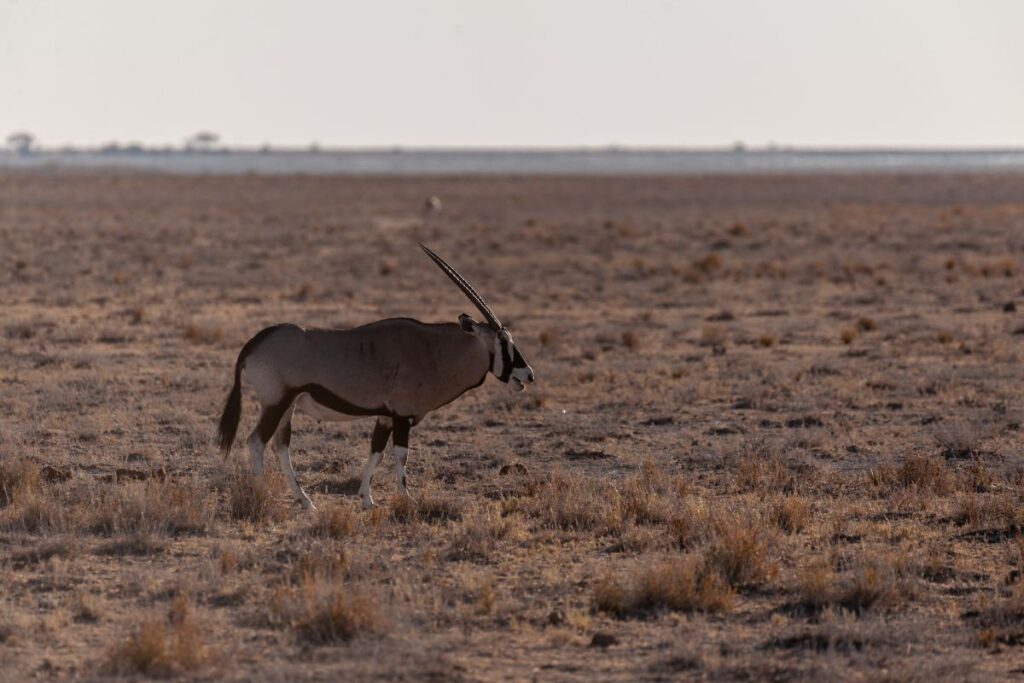 safari-in-namibia-nel-parco-etosha-tra-paesaggi-desertici-e-animali-mokoro