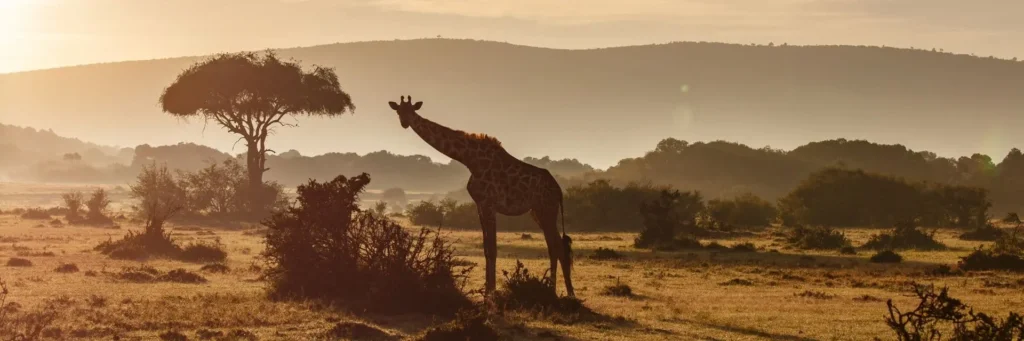 safari-kenya-masai-mara-giraffa-savana-mokoro