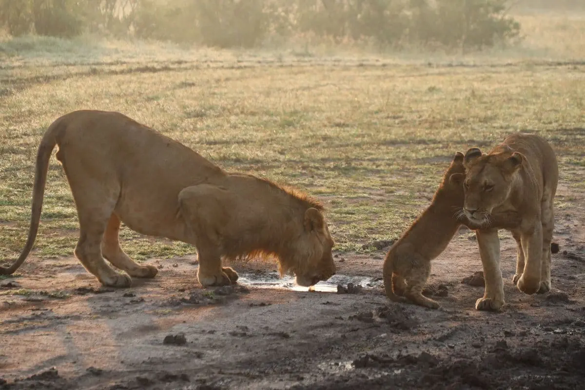 safari-kenya-stagione-secca-avvistamento-fauna