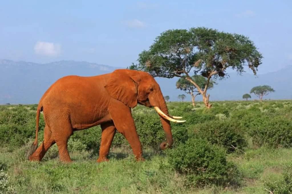tsavo-elefanti-rossi-savana-kenya