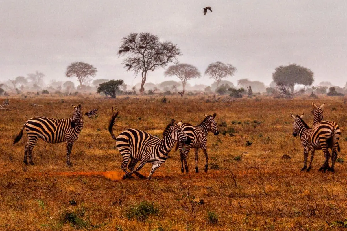tsavo-paesaggio-arido-terra-rossa-kenya